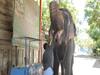 கொரோனா அச்சம்: கபசுர குடிநீர் அருந்தும் கோயில் யானை!