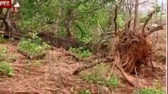 श्रीवर्धनचं वादळात मोठं नुकसान, लॉकडाऊनच्या संकटात वादळाची भर, आंबा व्यावसायिकांवर रडायची वेळ