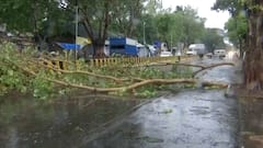 Cyclone Tauktae : मुंबईतील परेल, गेट वे परिसरात झाडं कोसळली