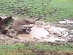 Viral : मिट्टी के दलदल में फंसा हाथी, अधिकारियों ने जेसीबी की मदद से बचाई जान, देखें वीडियो