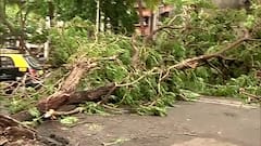 Cyclone Tauktae : कुर्ला कामगार नगर परिसरात भलं मोठं झाडं कोसळलं, चेंबूरकडे जाणारा रस्ता बंद