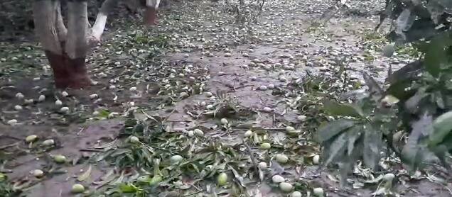 Cyclone Tauktae: Mango and Banana crop damaged due to cyclone effect Cyclone Tauktae: રાજ્યમાં વાવાઝોડાથી કેરી, પપૈયા સહિતના પાકને મોટું નુકસાન, ખેડૂતોને રાતા પાણીએ રડવાનો વારો