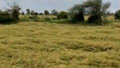 નવસારીમાં વાવાઝોડાની અસર ખેડૂતો પર, ડાંગરના પાકને થયું ભારે નુકસાન, જુઓ વીડિયો