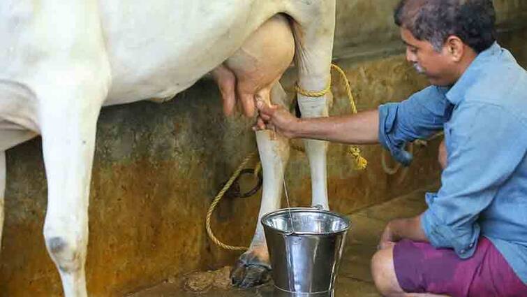 Rajasthan locals mark village periphery with cow urine, milk to fight against Covid19 Rajasthan on Covid19: গোমূত্র, কাঁচা দুধ এবং গঙ্গার জলের মিশ্রণ ছিটিয়ে করোনাভাইরাস 'তাড়াচ্ছেন' গ্রামবাসীরা