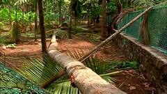 Cyclone Tauktae : अलिबागला 'तोक्ते'चा तडाखा; नारळ, सुपारी, केळीच्या बागा भुईसपाट