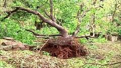 Cyclone Tauktae : रत्नागिरीतील कुणकेश्वरला वादळचा तडाखा ; आंबा, काजू, फणस बागांचं मोठं नुकसान