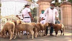 Agitation at Raj Bhavan: রাজভবনের সামনে ভেড়ার পাল নিয়ে বিক্ষোভ এক ব্যক্তির