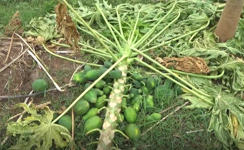 Cyclone Tauktae: રાજ્યમાં વાવાઝોડાથી કેરી, પપૈયા સહિતના પાકને મોટું નુકસાન, ખેડૂતોને રાતા પાણીએ રડવાનો વારો