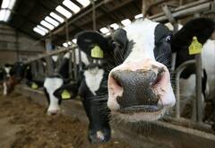 ਅਮਰੀਕਾ ‘ਚ ਨੌਕਰੀ ਛੱਡ ਸ਼ੁਰੂ ਕੀਤਾ ਡੇਅਰੀ ਫਾਰਮ, ਹੁਣ 44 ਕਰੋੜ ਦੀ ਕਮਾਈ