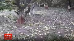 Gir Somnath માં તૌકતે વાવાઝોડાએ મચાવી તબાહી, કેસર કેરીના બગીચાઓને ભારે નુકસાન