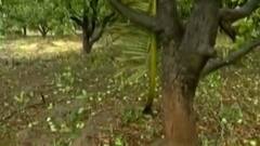 વાવાઝોડાના પગલે ગીર સોમનાથના કેરી પકવતા ખેડૂતો હાલાકીમાં, જુઓ વીડિયો