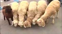 Narada Case: 'রাজ্যপাল না ভেড়ার পাল?' রাজভবনের সামনে অভিনব প্রতিবাদ একপাল ভেড়া নিয়ে