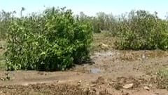 “તૌક્તે” વાવાઝોડાની નુકસાનીનો સચોટ અહેવાલ