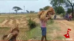 কেতুগ্রামে TMC নেতা খুনে জেলে BJP কর্মী, জমির ধান কেটে বাড়িতে পৌঁছে দিলেন তৃণমূল কর্মীরা