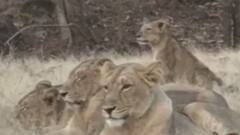 તૌકતે વાવાઝોડા દરમિયાન સિંહો અંગે વન વિભાગે શું કર્યો દાવો?,જુઓ વીડિયો