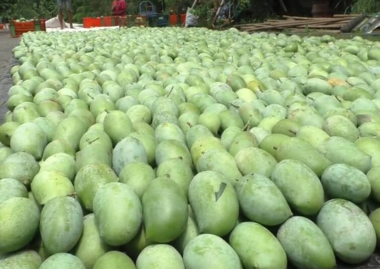 It is time for the farmers to cry over the hurricane ' tauktae '! alphonso mango, which sells for Rs 1,500, is not even willing to pay Rs 200 ‘તૌકતે’ વાવાઝોડાથી ખેડૂતોને રોવાનો વારો આવ્યો ! 1500 રૂપિયે મણ વેચાતી હાફુસ કેરીના કોઈ 200 રૂપિયા આપવા પણ તૈયાર નથી