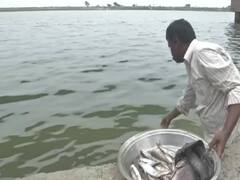 बिहार: गंगा नदी में शव मिलने के बाद कम हुई मछली की बिक्री, मछुआरों ने कहा- बहुत नुकसान हो रहा है