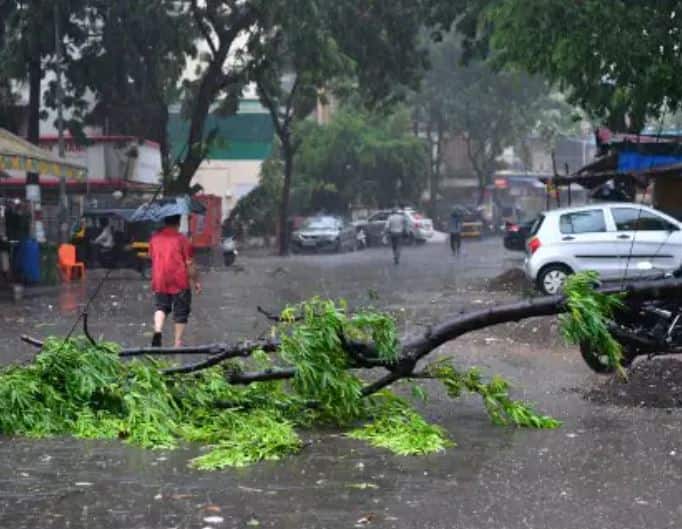In Mumbai, trees were uprooted in cyclone tauktae Over 70% trees uprooted in Mumbai  are non-native species मुंबईत तोक्तेच्या कहरात झाडं उन्मळून पडली,  विदेशी झाडांचे प्रमाण अधिक, आता वृक्ष परीक्षण होणार