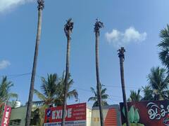 ஆசிட் ஊற்றி அழிக்கப்படும் சாலையோர பனை மரங்கள்