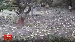 આપણને ઠંડક આપતી મીઠી કેરીની ખેતી ખેડૂતો માટે ખાટી સાબિત થઈ છે, સૌરાષ્ટ્રની કેસર ને વલસાડની હાફૂસ બંનેનો 50 ટકા નાશ પામ્યો છે...