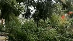 ગુજરાતમાં “તૌકતે” વાવાઝોડાએ કરી તબાહી, ક્યાં કેટલું નુકસાન થયું ? જુઓ વિડીયો