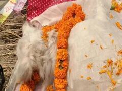 कुत्ते की मौत के बाद मालिक ने गाजे-बाजे के साथ किया अंतिम संस्कार, कहा- हमारी जिंदगी का हिस्सा था टोनी