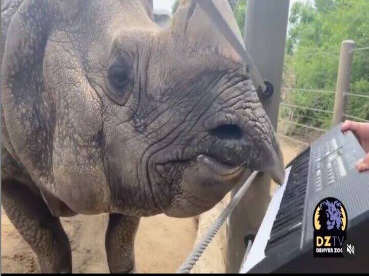 Viral: Rhinoceros celebrates birthday, plays piano video viral चिड़ियाघर में गेंडे ने अपने जन्मदिन पर बजाया पियानो, अब वीडियो हो रहा वायरल