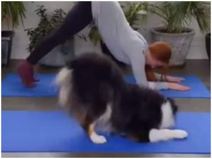Pet dog won the hearts of people by doing yoga this video is viral on social media पालतु कुत्ते ने योगा कर जीता लोगों का दिल, सोशल मीडिया पर तेजी से वायरल हो रही ये वीडियो