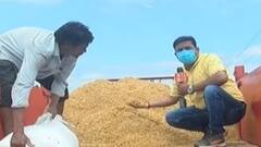 દક્ષિણ ગુજરાતમાં ડાંગરના પાકને મોટાપાયે નુકસાન