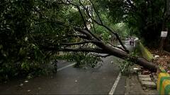 Water logging, uprooted trees witnessed in Delhi-NCR post heavy rainfall