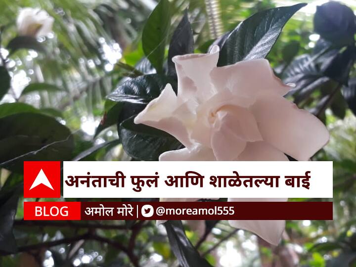 Blog by ABP Majha representative Amol More on Anant flowers and school memories BLOG : अनंताची फुलं आणि शाळेतल्या बाई