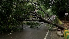 Cyclone Tauktae: Uprooted tree blocks road in Ghaziabad | Ground Report
