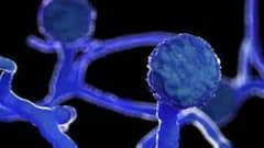 Black Fungus Cases: ব্ল্যাক ফাঙ্গাসের সংক্রমণকে মহামারী হিসেবে ঘোষণা তেলঙ্গানা সরকারের , মহারাষ্ট্রে মৃত ৯০