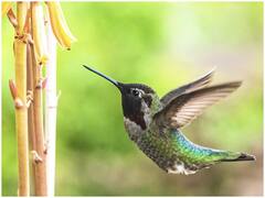 दुनिया में पक्षियों की कुल कितनी आबादी है? वैज्ञानिकों को अनुमान लगाने में मिली बड़ी सफलता