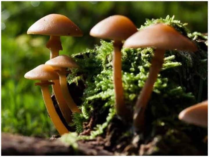 Gujarat scientists grow one of costliest mushrooms, know price and properties Cordyceps Militaris: गुजरात के वैज्ञानिकों ने सबसे महंगा मशरूम उगाकर किया कमाल, जानिए एक किलो का दाम और गुण