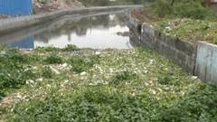 Mumbai Nalesafai : मुंबईत नालेसफाई झाली नसल्याचा राष्ट्रवादीच्या कप्तान मलिक यांचा आरोप