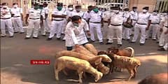 রাজভবনের সামনে ভেড়ার পাল নিয়ে প্রতিবাদ, মামলা রুজু হেয়ার স্ট্রিট থানায়