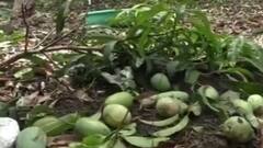 અસ્મિતા વિશેષઃ મેં જોયું વાવાઝોડું