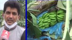 દક્ષિણ ગુજરાતમાં કેળાની ખેતી પર લાગ્યું વાવાઝોડાનું ગ્રહણ, કેટલું થયું નુકસાન?,જુઓ વીડિયો