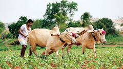 बढ़ती खाद कीमतों के बीच मोदी सरकार ने DAP उर्वरक पर बढ़ाई सब्सिडी, देना पड़ेगा सिर्फ आधा दाम