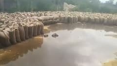 UP: बारिश और प्रशासन की लापरवाही की वजह से बर्बाद हुआ सैकड़ों क्विंटल अनाज