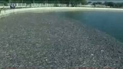 Ahmedabad: લાંભામાં એક સાથે હજારો માછલાઓના મોત,શું છે કારણ?, જુઓ વીડિયો