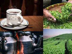 In Pics : जाणून घ्या आंतरराष्ट्रीय चहा दिवसाबद्दल...