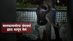Aurangabad : चंदन चोरांचं धाडस! औरंगाबादमध्ये मालकासमोर चोरलं चंदनाचं झाड, व्हिडीओ व्हायरल