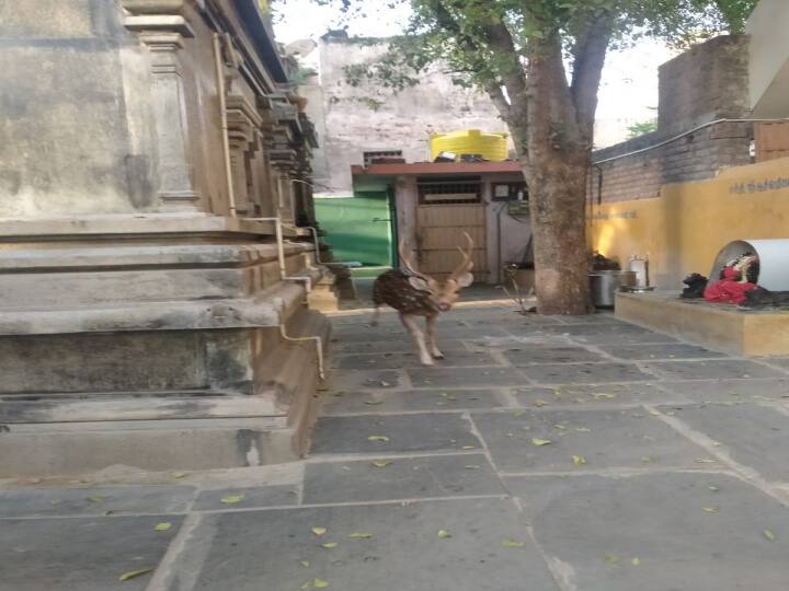 thiruvannamalai conservation forest animals safe forest department description திருவண்ணாமலை காப்புக்காடுகளில் இருந்து வெளியேறும் வனவிலங்குகள்.. என்ன நடக்கிறது? வனத்துறையினர் விளக்கம்..