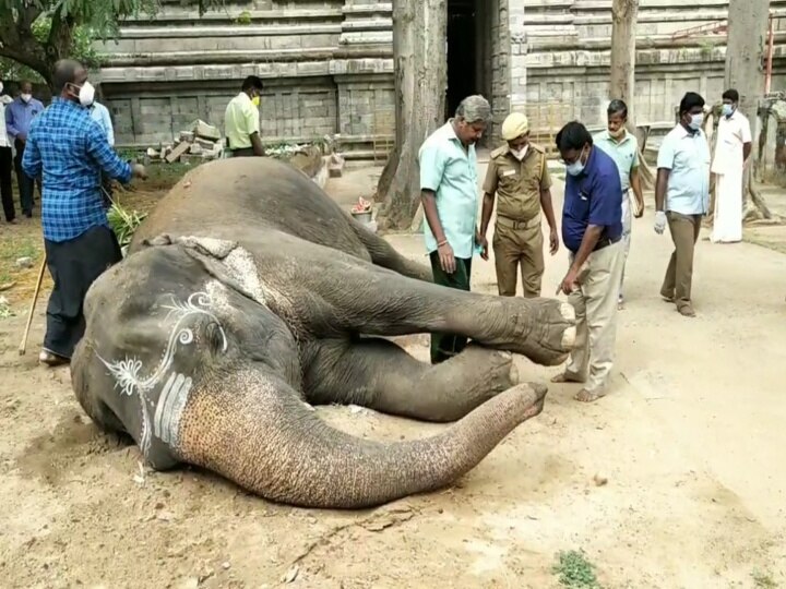 கோயில் யானை பராமரிப்பு குறித்து வனத்துறையினர் ஆய்வு