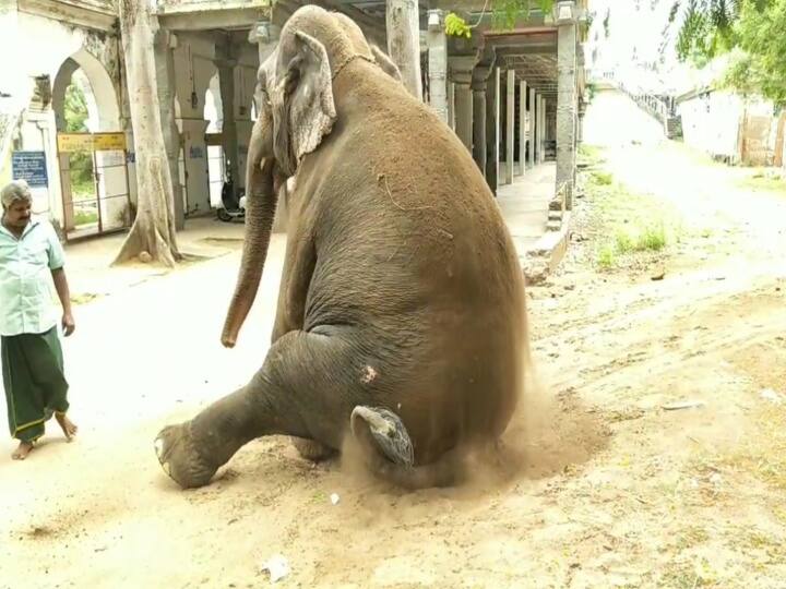 Forest Department Inspects on temple elephant care கோயில் யானை பராமரிப்பு குறித்து வனத்துறையினர் ஆய்வு