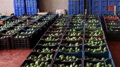 તાલાલાની કેરીમાં અધ્ધ્ધ ઘટાડો, ખેડૂતના પડ્યા પર પાટુ