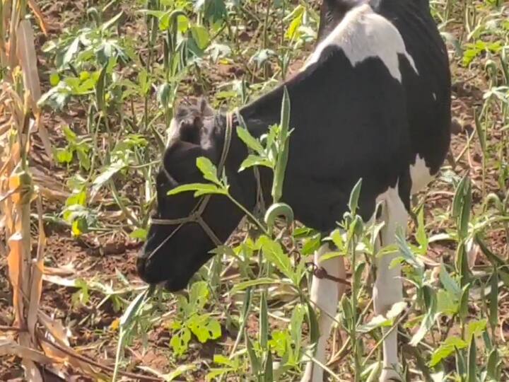 Impacts of a lockdown on smallholder farmers getting loss தி.மலை: சும்மா எடுத்துச்செல்லக்கூட ஆள் இல்லை.. வெண்டைக்காய் தோட்டத்தை மாடுவிட்டு மேய்க்கும் விவசாயிகள்!