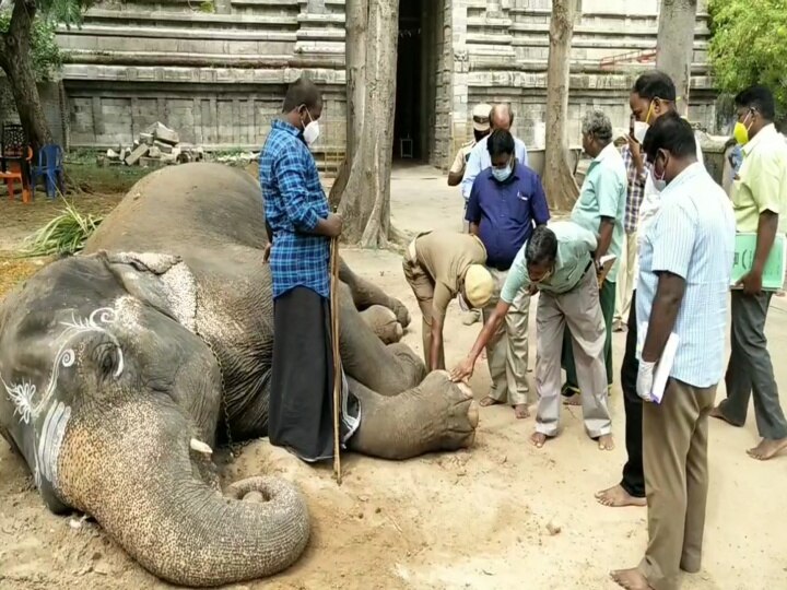 கோயில் யானை பராமரிப்பு குறித்து வனத்துறையினர் ஆய்வு